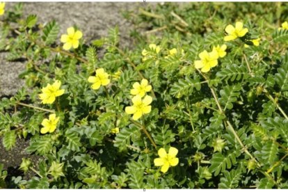 Tribulus terrestris