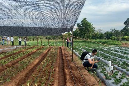 La Universidad Loyola (Sevilla) trabajando en el ámbito de la innovación aplicada a la agricultura para mejorar productividad.
UNIVERSIDAD LOYOLA
25/7/2024