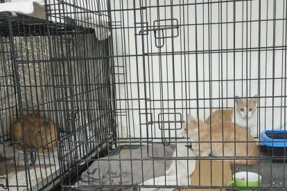 El Ayuntamiento de La Nucía ha recibido una subvención de 4.285,71 € de la Diputación de Alicante para financiar parte de la Campaña de Esterilización de Gatos Callejeros 2024