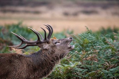 Ciervo macho en la época de la berrea en Cazorla.