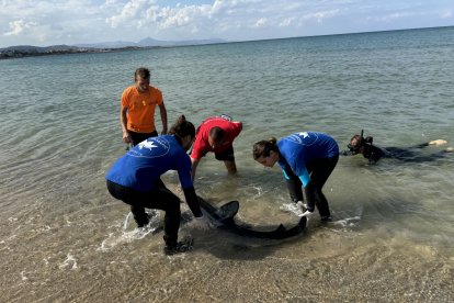 Equipos de rescate recuperan el tiburón del agua

REMITIDA / HANDOUT por OCEANOGRÀFIC
Fotografía remitida a medios de comunicación exclusivamente para ilustrar la noticia a la que hace referencia la imagen, y citando la procedencia de la imagen en la firma
24/9/2024