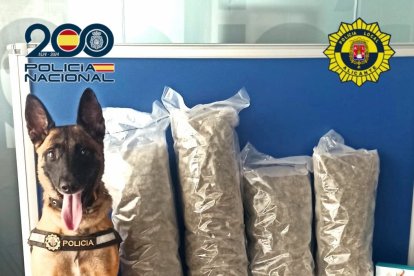 Detenido un varón por tráfico internacional de drogas en Alicante gracias a un perro especializado