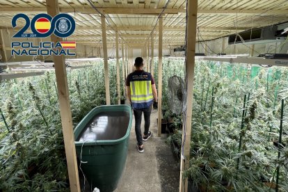 Imagen de la plantación en la nave de Alzira