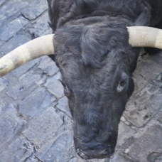 Imagen de archivo de un toro