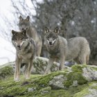 Una manada de lobos.