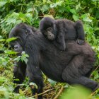 Mamá gorila de montaña con su bebé en el Bosque Impenetrable Bwindi (Uganda)