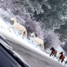 Imágenes grabadas por un conductor en Sierra Nevada ,Granada.