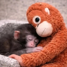 El mono Punch, junto a su peluche.