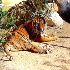 Un tigre descansa en el Arca de Noé de Alicante. De no existir el centro hubiera sido sacrificado.                      REPORTAJE FOTOGRÁFICO DE JESÚS SUÁREZ