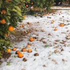 Efectos de la granizada en Tavernes