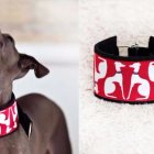 Collares de diseño para convertir a tu perro en un "gentledog"