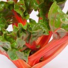 Acelga roja: el vegetal que te enamorará por sus propiedades