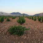 Un campo con viñas en el municipio alicantino de L'ALgueña.