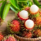 Rambután o fruta peluda