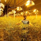 Imagen de archivo de la Guardia Civil durante un registro a una plantación de marihuana - GUARDIA CIVIL