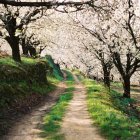 Cerezos en flor, espectáculo único en el Valle del Jerte