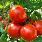 Beneficios y contraindicaciones del tomate