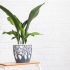 Aspidistra