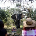 Elefante en África