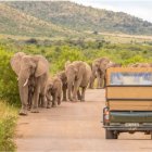 Parque Nacional Pilanesberg en Sudáfrica