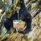 Helados para animales en Bioparc