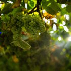 Racimo de uva albariña de una finca en Cambados de la bodega Señorio de Sobral