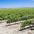 Viticultura controlada con ingeniería aeroespacial