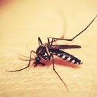 Un ejemplar del mosquito que transmite la malaria