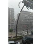 El temporal ha partido una palmera en un parque de San Juan de Alicante