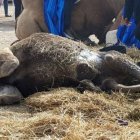 El camello, agonizando en plena vía pública en Alcalá de Henares