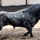 Toro de Victorino Martín