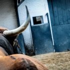 La mira atenta, la fijeza propia de la casta. El de El Torero apunta