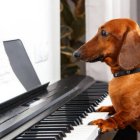 Concierto para perros