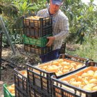 Recolección de nísperos en Callosa d'En Sarrià