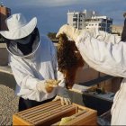 Había una colmena en un tabique del tejado y cuatro enjambres en los árboles del entorno