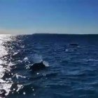 Los delfines acompañaban a una embarcación por el Cabo de las Huertas