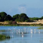 Humedal del Parque Nacional de Doñana (Huelva).