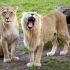 Imagen de leones del Bioparc de Valencia.