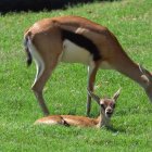 La nueva cría de gacela junto a su madre en el Bioparc.