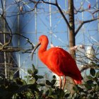 Ibis escarlata en l'oceanogràfic.