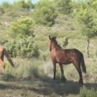 Rubén Llata, el último pastor trashumante de caballos que queda en tierras valencianas