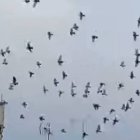 Plaga de palomas en Xàtiva.