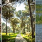 Curiosidades del Parque Nacional de Doñana