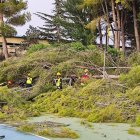 Decenas de  árboles caídos en Villena