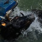 Imagen de una vaca siendo arrastrada por una barca en los 'Bous a la Mar' de Dénia - ANIMANATURALIS