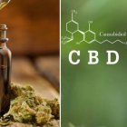 Diferencias entre aceite de cáñamo y el de CBD