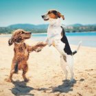 Playas para perros en Andalucía