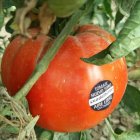 Tomate 'Huevo Toro' del Guadalhorce.