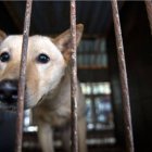 Prohibición de comer carne de perro en Corea del Sur