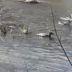 Patos en la mascletà de Madrid